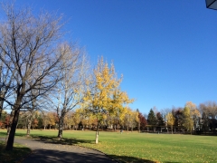 いつもの公園