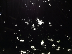 夜の雪