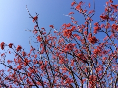 白石CR4