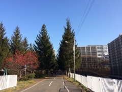 白石CR6