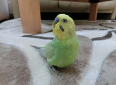 グリちゃん