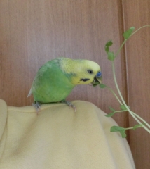 グリちゃん