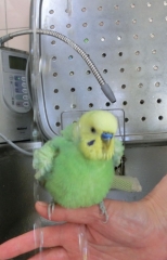 グリちゃん