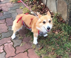 Sちゃん