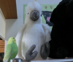 グリちゃんとキバタン