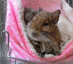 あんまる