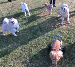公園ワンコ達