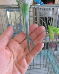 グリちゃんのしっぽ