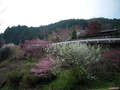 kamikatu20120409-22_4