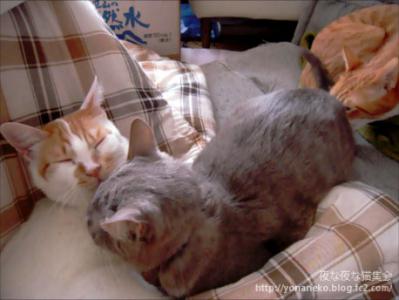 kotya20120407_1