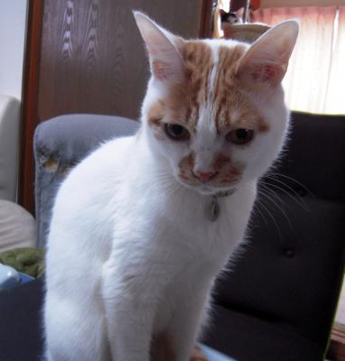kotya20120508_1