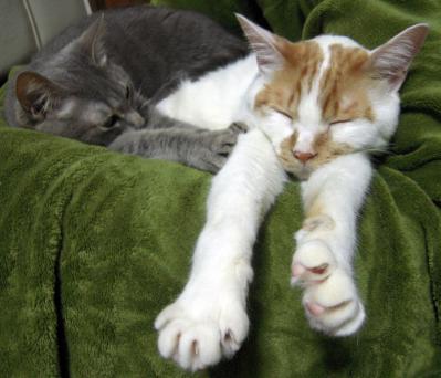 kotya20120710_1