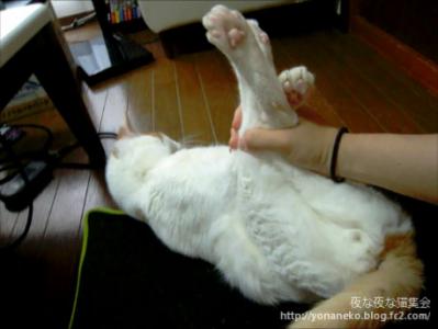 kotya20120815_1