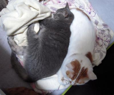 kotya20121015_1
