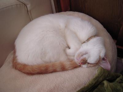 kotya20121102_1