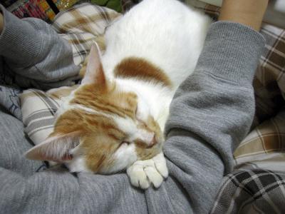 kotya20121112_1