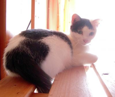shira20120429_1