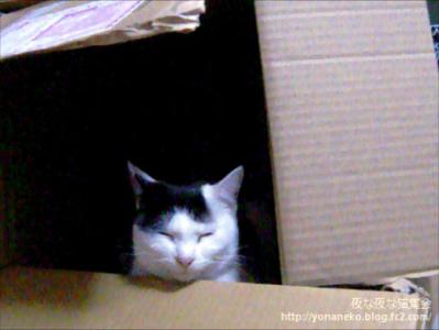 shira20120501_3