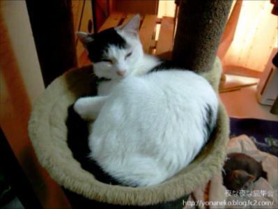 shira20120508_1