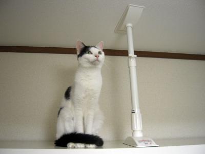 shira20121006_1
