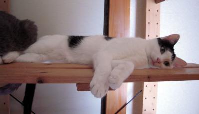 shira20121229_1