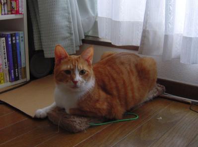 tyata20120930_1.JPG