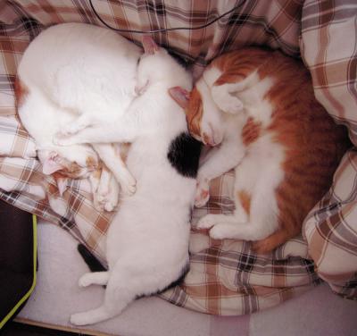 tyata20121121_1