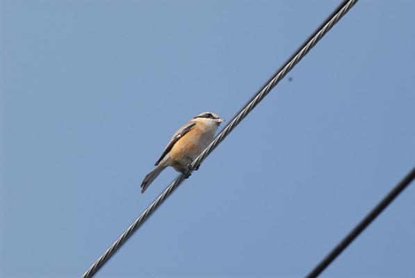 DSC_0106tt.jpg
