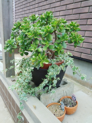 親分