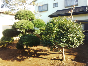 庭木