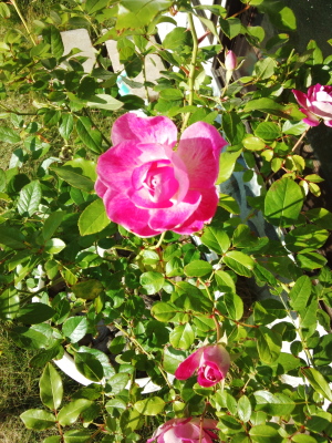 薔薇