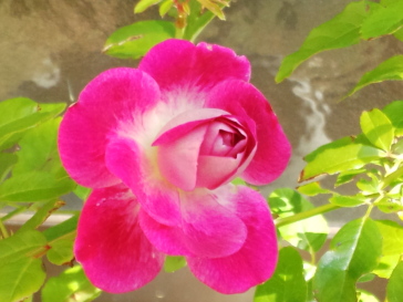 薔薇2