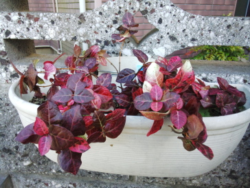 ハツユキ紅葉