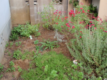 PA261198.jpg