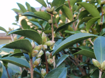 PA261204.jpg