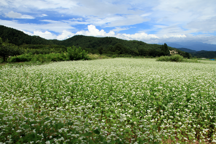 下條蕎麦1