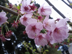 20130407.jpg