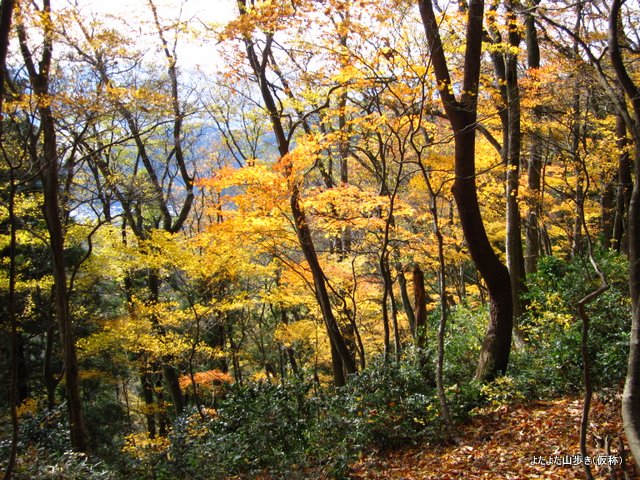 IMG_4730.jpg