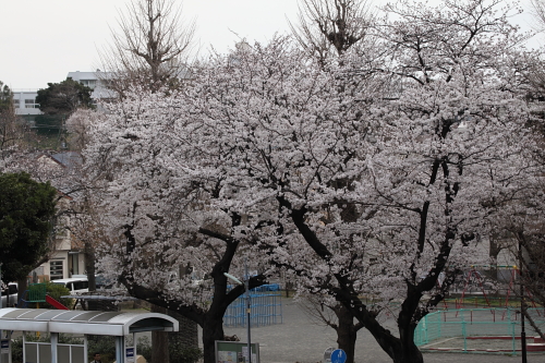 2013_花_01