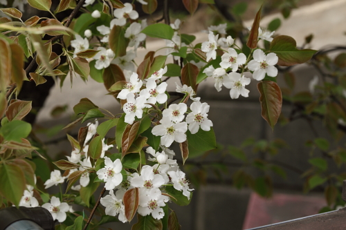 2013_花_03