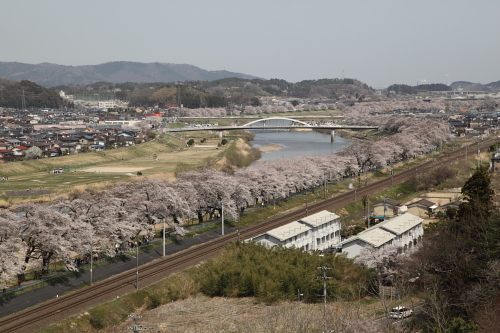 一目千本桜_01