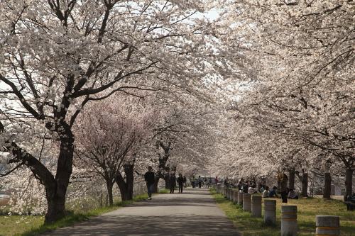 一目千本桜_02