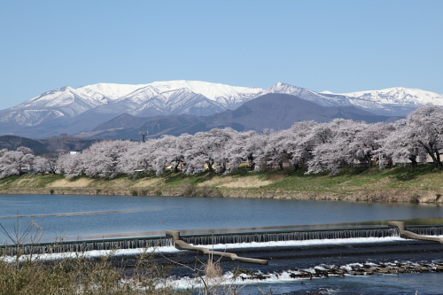 一目千本桜_03