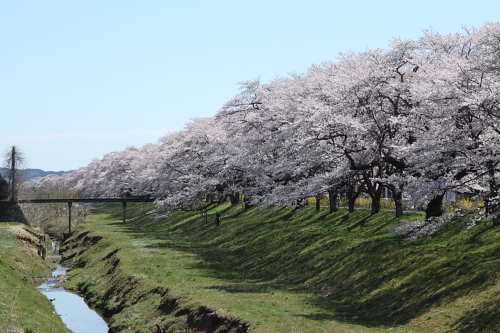一目千本桜_04