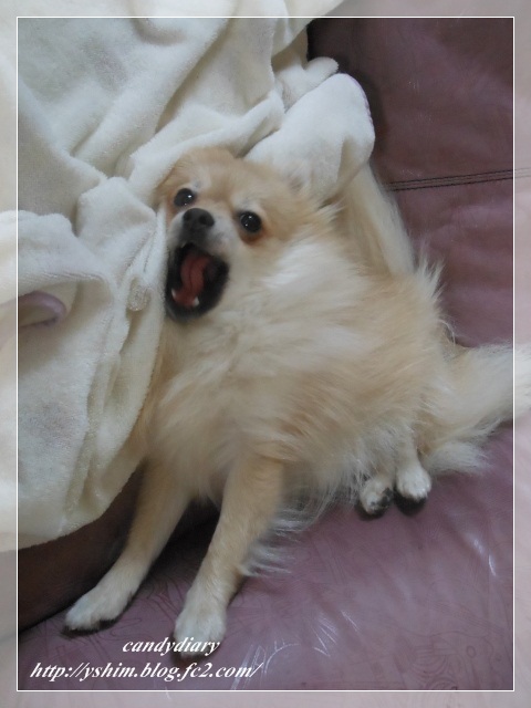 DSCN1692 (480x640) (480x640)-008