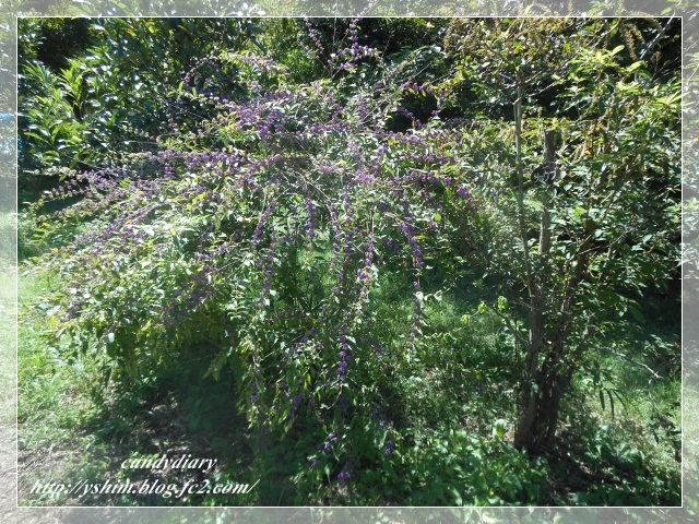 DSCN2675 (640x480)-008