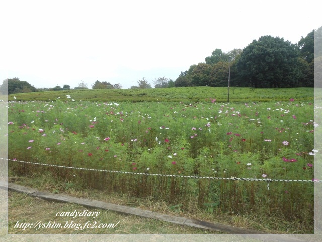 DSCN4286 (640x480)-029