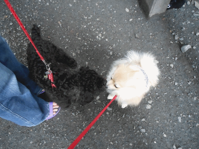 anigif_20120619221413.gif