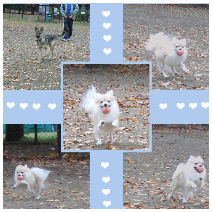 cats_20121117224917.jpg