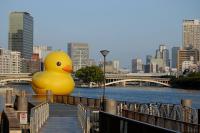 duck-b10.jpg